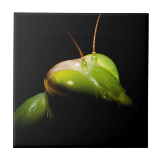 Prachtige mantis tegeltje (Voorkant)