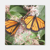 PRACHTIGE MONARCHEN VAN GREGORY GALLO MAGNEET (Voorkant)