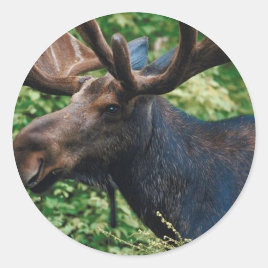 Prachtige Moose Ronde Sticker (Voorkant)