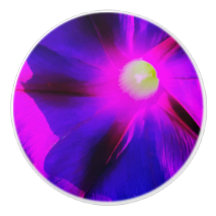 Prachtige Morning Glory Bloem