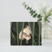 Prachtige Moth Briefkaart (Staand voorkant)