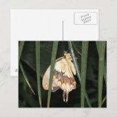 Prachtige Moth Briefkaart (Voorkant / Achterkant)