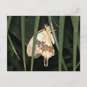 Prachtige Moth Briefkaart