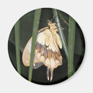 Prachtige Moth Magnet