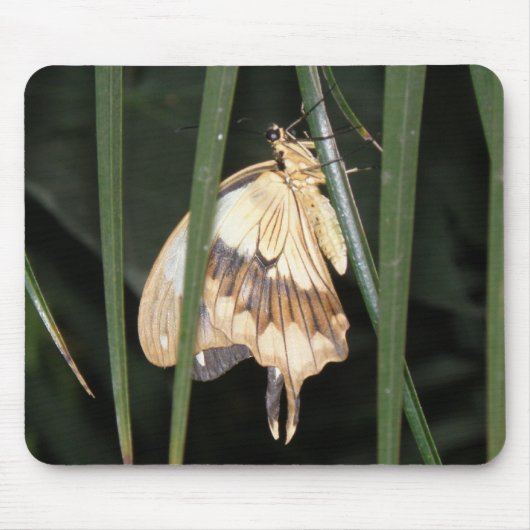 Prachtige Moth Mousepad Muismat (Voorkant)