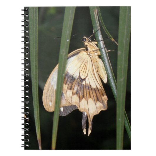 Prachtige Moth Notitieboek (Voorkant)