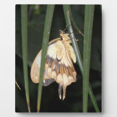 Prachtige Moth Plaque Fotoplaat (Voorkant)