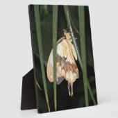 Prachtige Moth Plaque Fotoplaat (Zijkant)