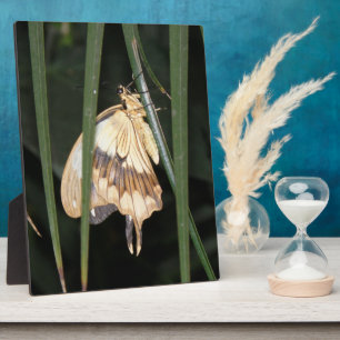 Prachtige Moth Plaque Fotoplaat