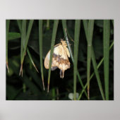 Prachtige Moth Print (Voorkant)