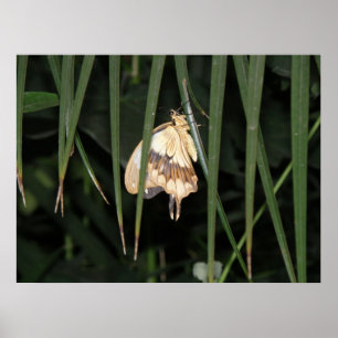 Prachtige Moth Print