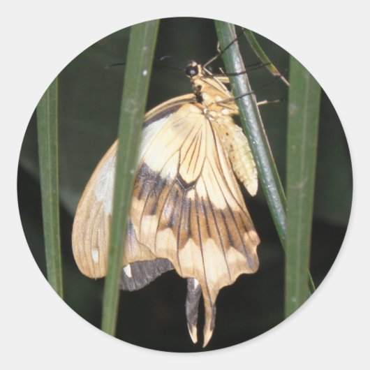 Prachtige Moth Sticker (Voorkant)