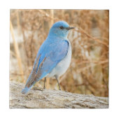 Prachtige Mountain Bluebird op het strand Driftwoo Tegeltje (Voorkant)