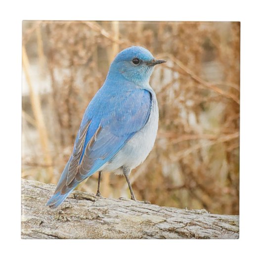 Prachtige Mountain Bluebird op het strand Driftwoo Tegeltje (Voorkant)