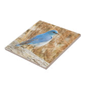 Prachtige Mountain Bluebird op het strand Driftwoo Tegeltje (Zijkant)