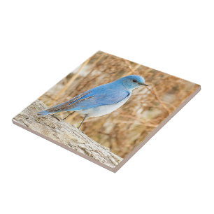 Prachtige Mountain Bluebird op het strand Driftwoo Tegeltje
