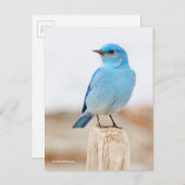 Prachtige Mountain Bluebird op strandstronk Briefkaart (Voorkant / Achterkant)