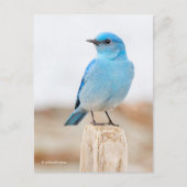 Prachtige Mountain Bluebird op strandstronk Briefkaart (Voorkant)