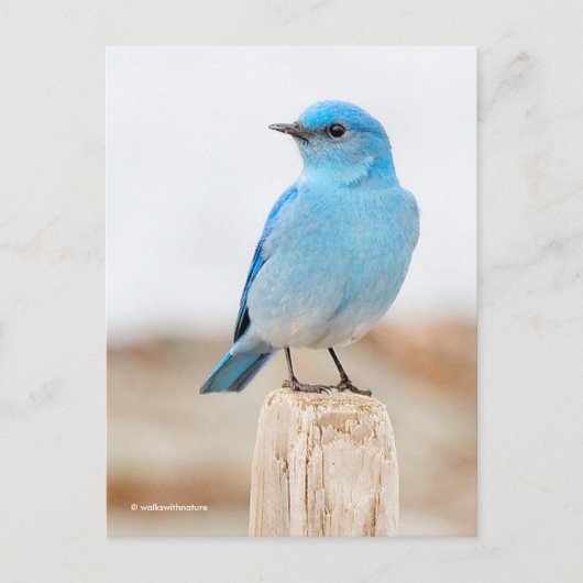 Prachtige Mountain Bluebird op strandstronk Briefkaart (Voorkant)