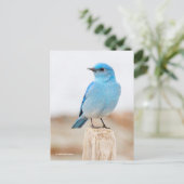 Prachtige Mountain Bluebird op strandstronk Briefkaart (Staand voorkant)