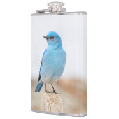 Prachtige Mountain Bluebird op strandstronk Heupfles (Links)