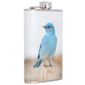 Prachtige Mountain Bluebird op strandstronk Heupfles (Rechts)