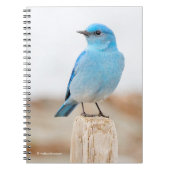 Prachtige Mountain Bluebird op strandstronk Notitieboek (Voorkant)