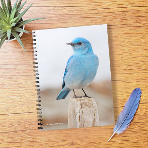 Prachtige Mountain Bluebird op strandstronk Notitieboek