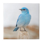 Prachtige Mountain Bluebird op strandstronk Tegeltje (Voorkant)