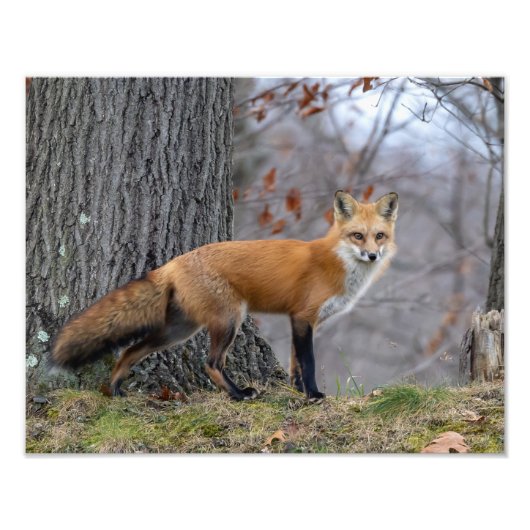 Prachtige Mr Fox Foto Afdruk (Voorkant)