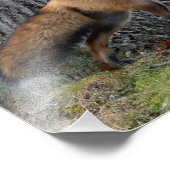 Prachtige Mr Fox Foto Afdruk (Hoek)
