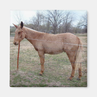 Prachtige muilezel! magneet