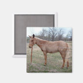 Prachtige muilezel! magneet (Voorkant / Achterkant)