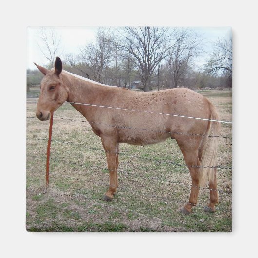 Prachtige muilezel! magneet (Voorkant)