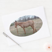 Prachtige muilezel! Ovale Sticker (Envelop)