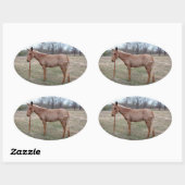 Prachtige muilezel! Ovale Sticker (Vel)