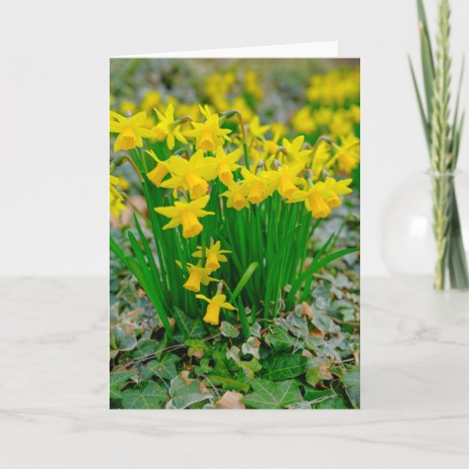 Prachtige narcissen-wenskaart kaart (Voorkant)