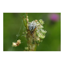 Prachtige Natuur - Kruisspin - Close-up