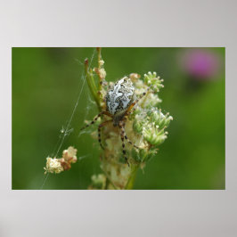 Prachtige Natuur - Kruisspin - Close-up Poster