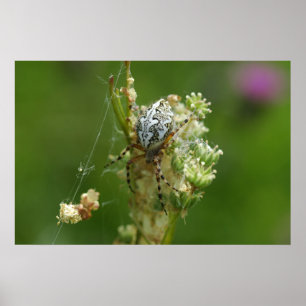Prachtige Natuur - Kruisspin - Close-up Poster