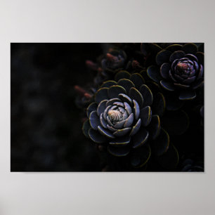 Prachtige Natuur Plant Fotografie Succulente foto Poster