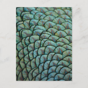 Prachtige natuurlijke texturen - Peacock Feathers Briefkaart