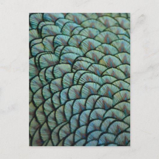 Prachtige natuurlijke texturen - Peacock Feathers Briefkaart (Voorkant)