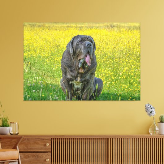 Prachtige Neapolitan Mastiff Canvas Afdruk (Insitu (Woonkamer))