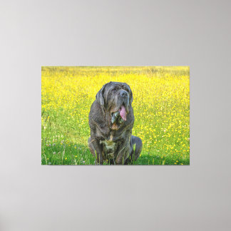 Prachtige Neapolitan Mastiff Canvas Afdruk