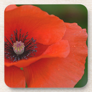 Prachtige Onderzetter Poppy