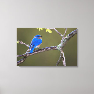Prachtige oosterse blauwvogel canvas afdruk