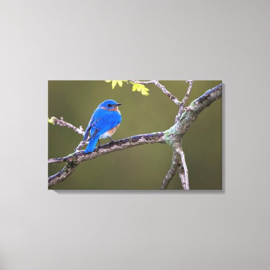 Prachtige oosterse blauwvogel canvas afdruk (Voorkant)