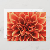 Prachtige Oranje Dahlia Flower Briefkaart (Voorkant / Achterkant)