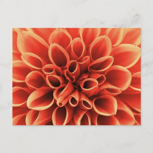 Prachtige Oranje Dahlia Flower Briefkaart (Voorkant)